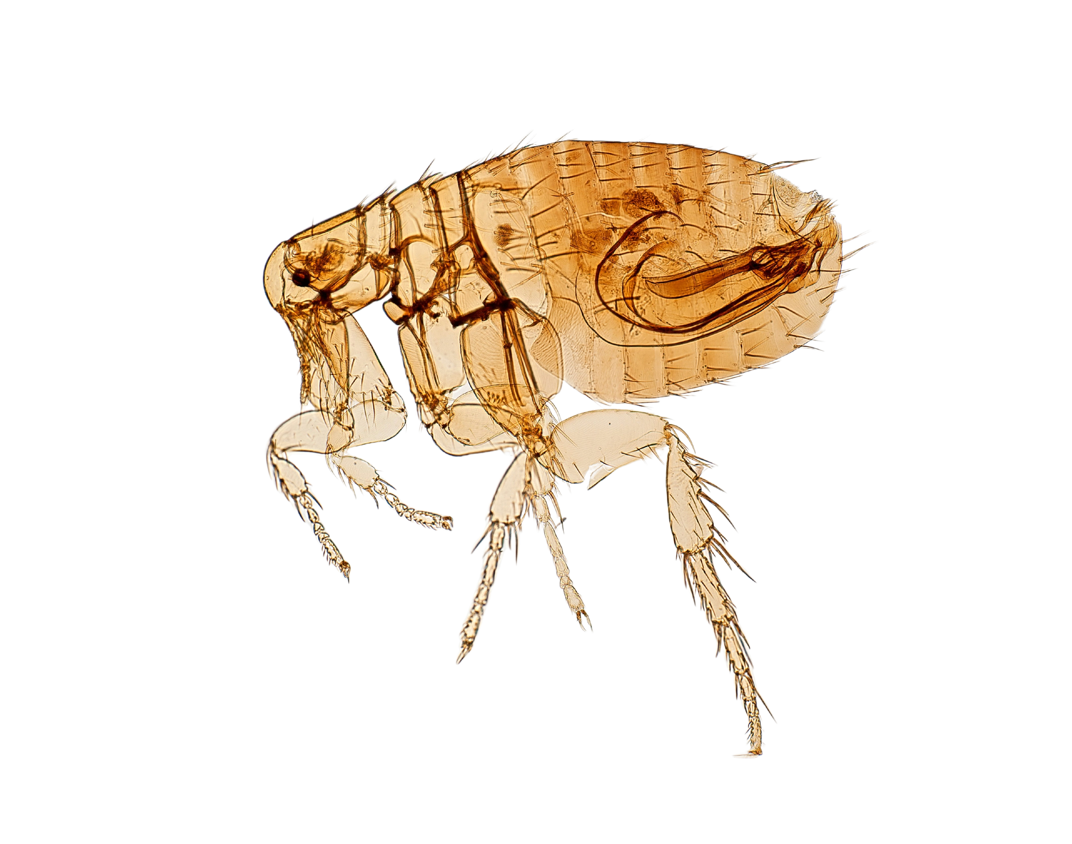 Bolha
