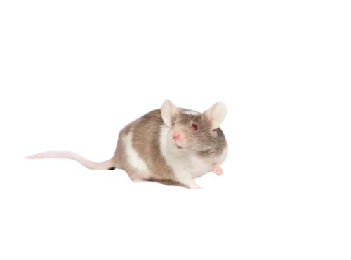 Egér