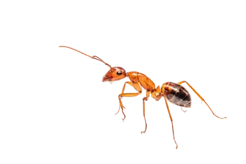 Hangya